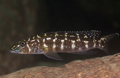 Lepidiolamprologus kendalli 'Kambwimba'